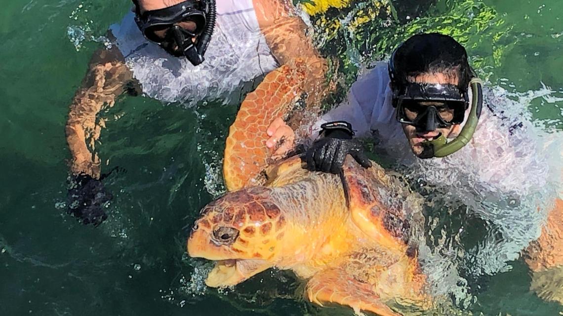 Peter Iacono, left, and David Roache, part of Kristen Hart’s U.S. Geological Survey research group, catch a loggerhead turtle in fall 2019 off Key West. Such turtle wrangling is only allowed for scientists with state and federal permits with protocols to protect the animals from harm.