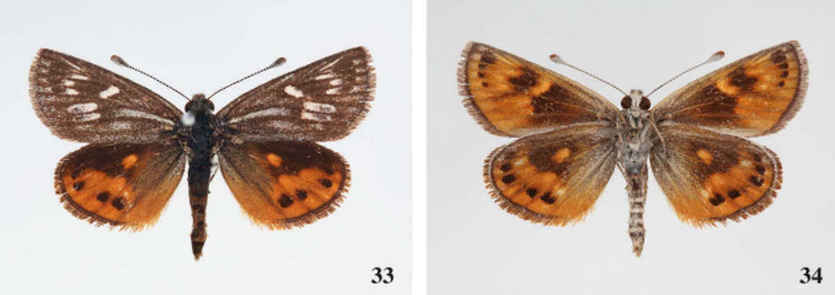 The Snowy Mountains sun moth.