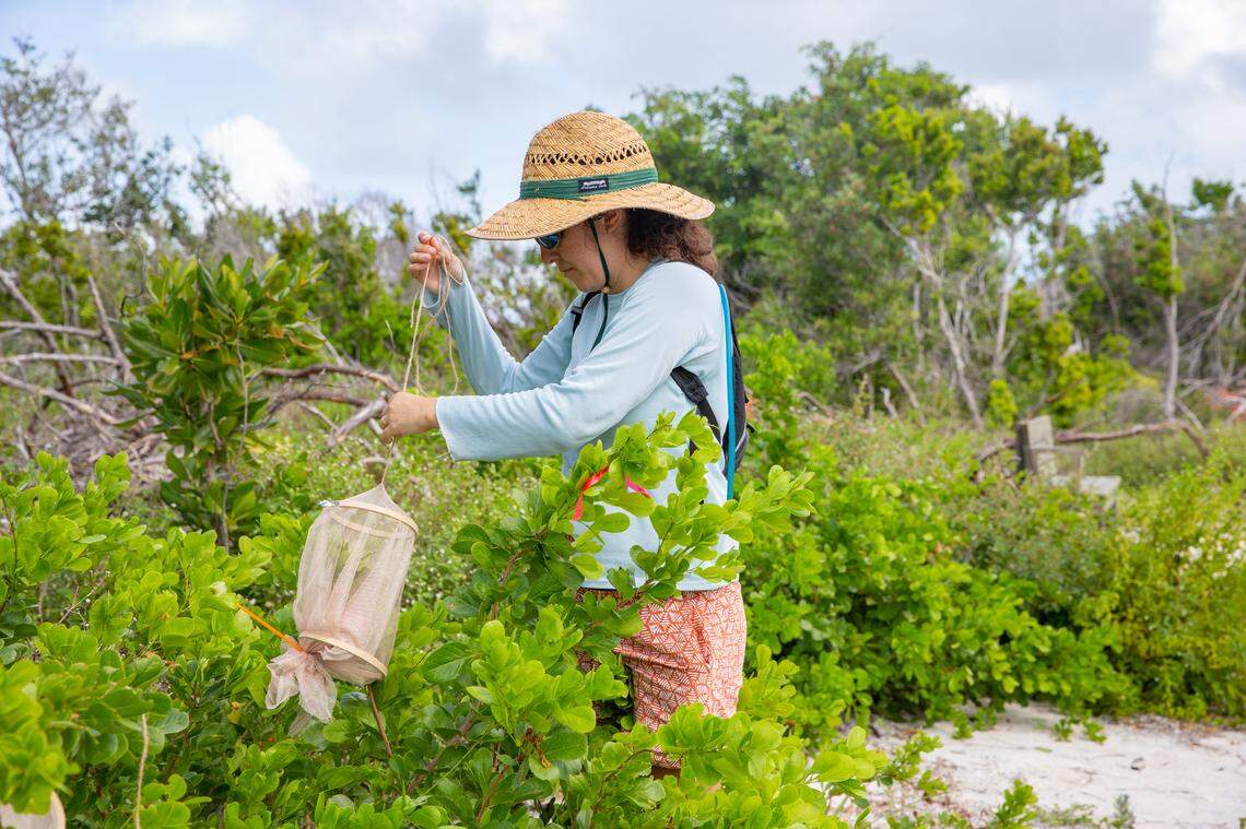 University of Florida grad student Sarah Steele Cabrera tends to Miami Blue caterpillars in an effort to re-establish colonies of the vanishing butterfly in the Florida Keys. Photo by Geena Hill, UF McGuire Center for Lepidoptera and Biodiversity