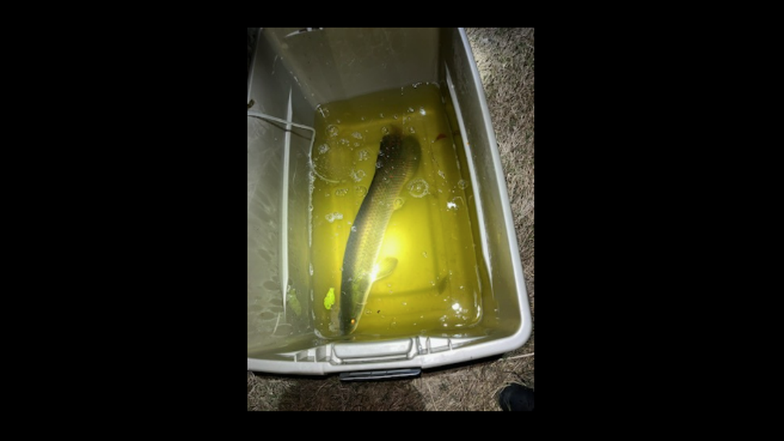 This is the fish that was involved in the burglary, officials say. Arapaima are native to South America, the Florida Fish and Wildlife Conservation Commission reports.