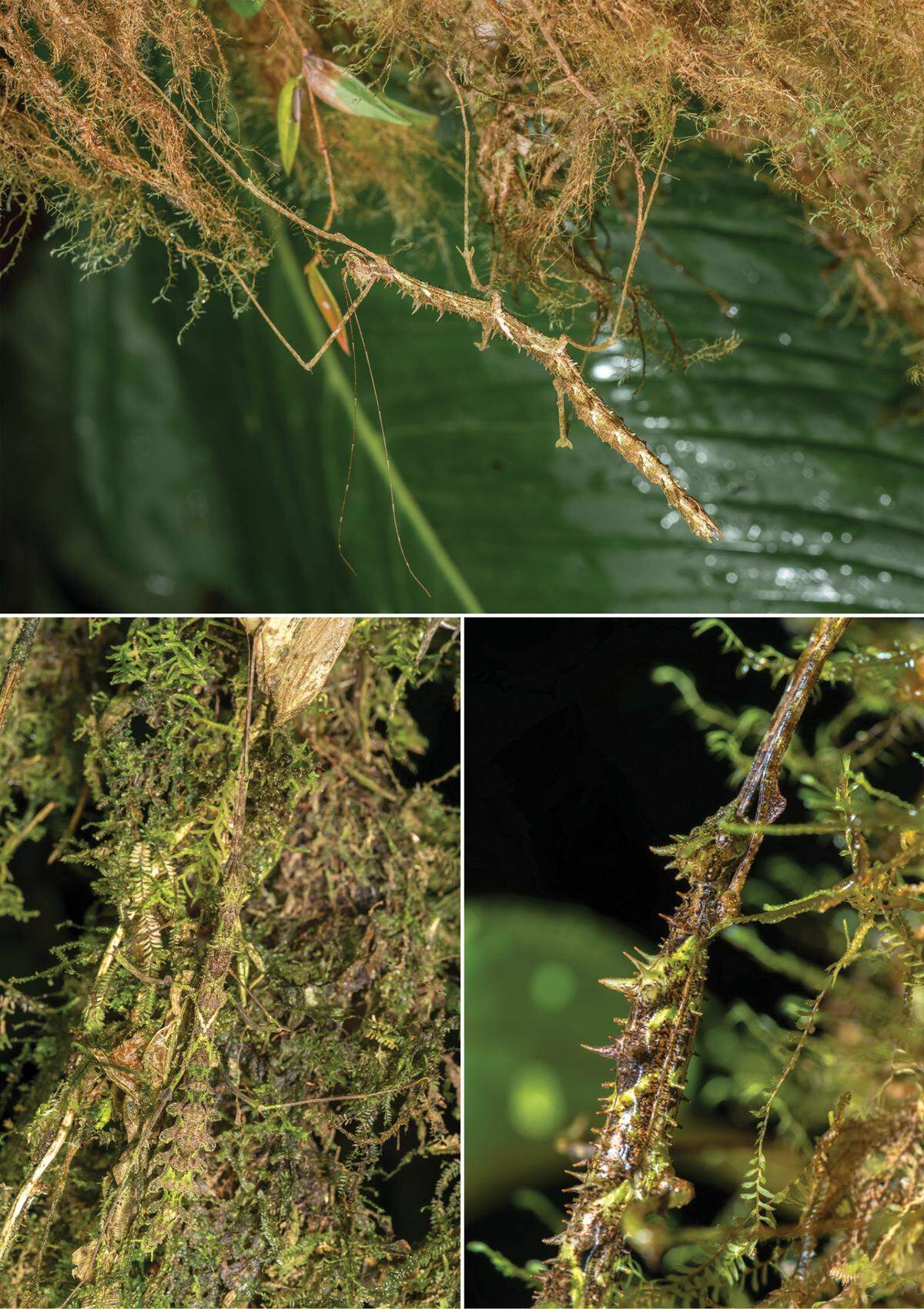 The brown and green creatures become almost entirely hidden among the branches and moss.