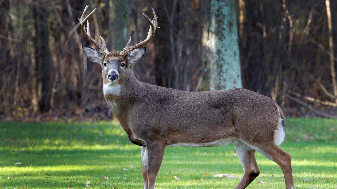 A deer (not the one pictured) was found shot and left to rot overnight in Colorado, wildlife officials said. 