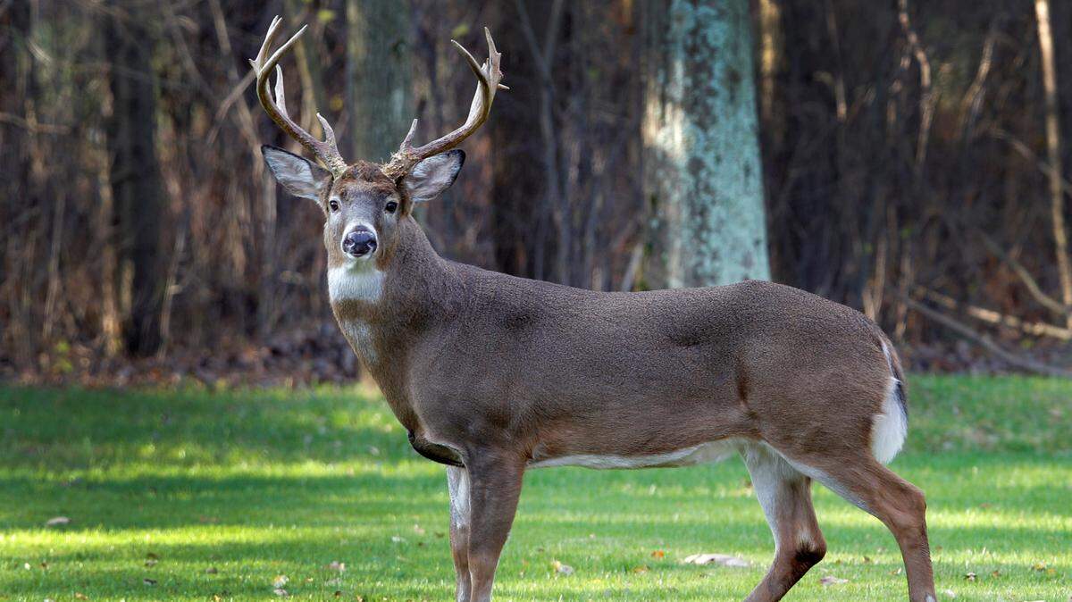 In this stock photo, a mature white-tailed deer buck stands alertly in a suburban neighborhood in Moreland Hills, Ohio on Thursday, Nov. 17, 2011.