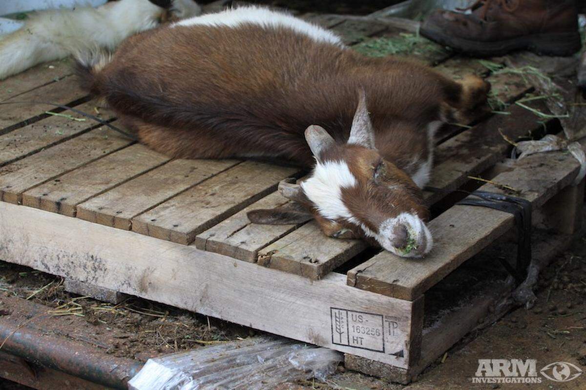 More than 300 dead or malnourished animals were found on a Sunrise farm. On Sunday, Aug. 12, 2018, the manager of the  farm was arrested and charged with animal cruelty.