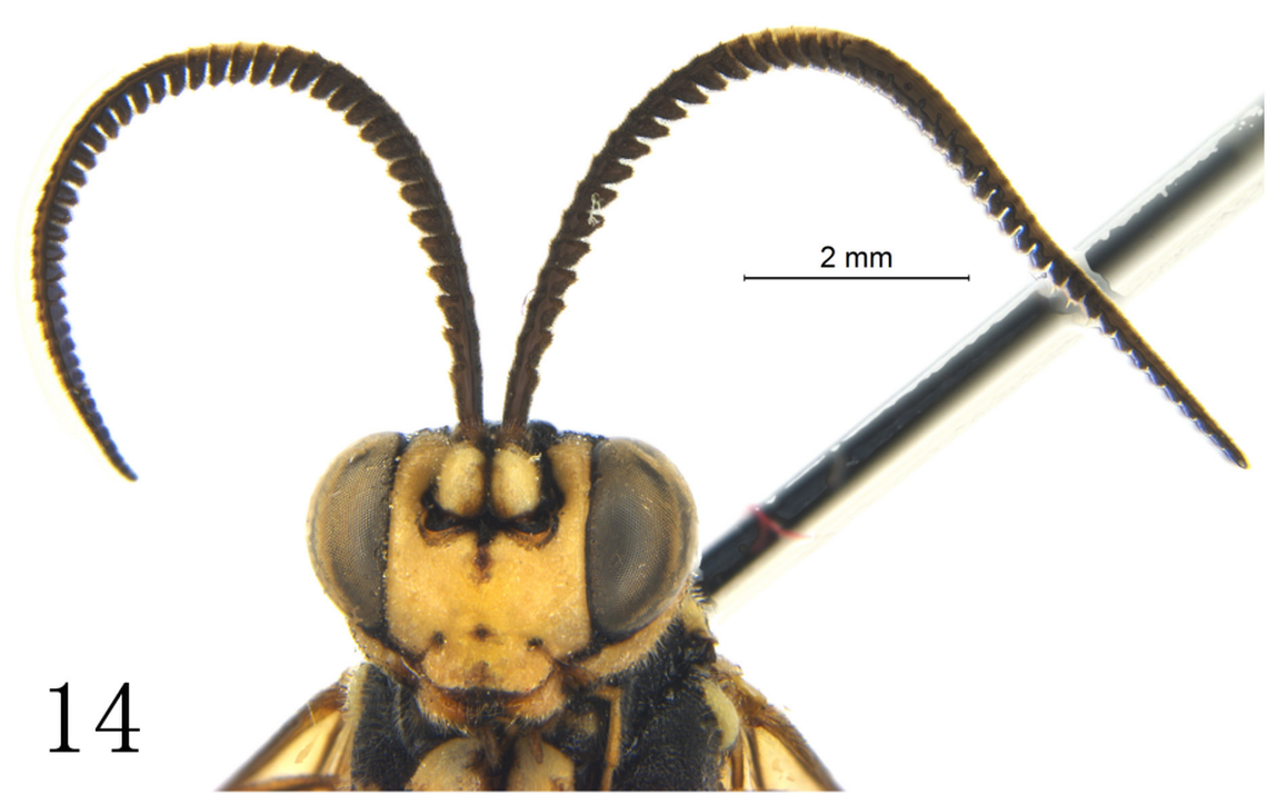 The antennae of a male Serratichneumon maculatus, or spotted parasitic wasp.