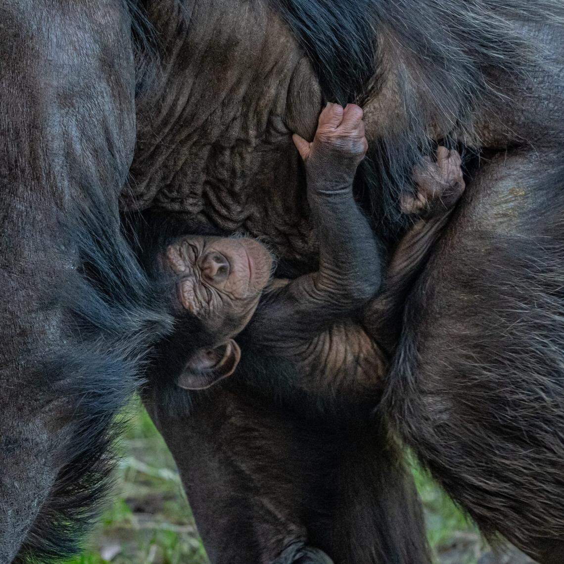 It’s important for younger female chimps to learn about motherhood for the program to continue thriving, zoo officials said.