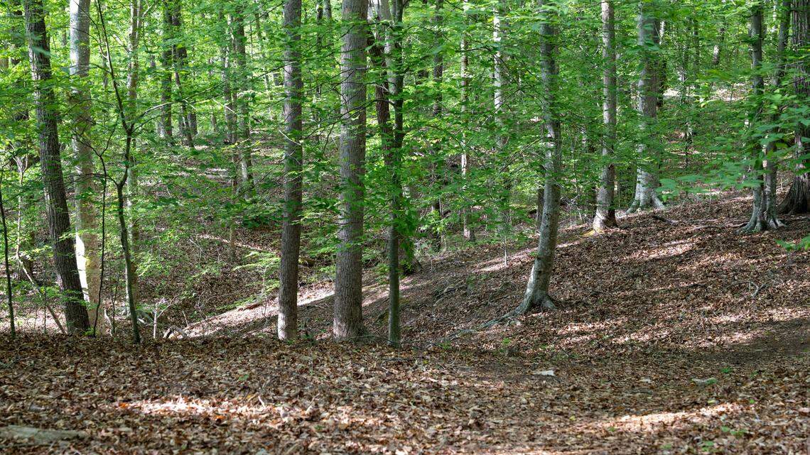 The injured bear cub was found in a wooded area of in Rockbridge County, Virginia, wildlife experts said.