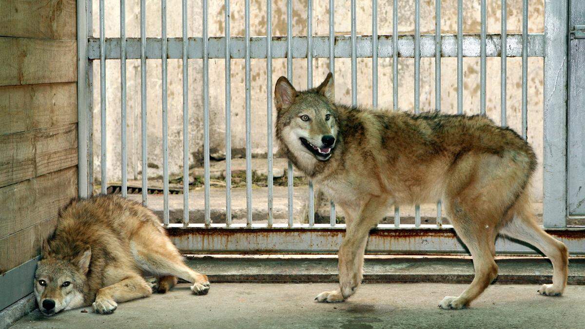 SEOUL, REPUBLIC OF KOREA: Cloned female wolfs, named Snuwolf (from the Seoul National University wolf) and Snuwolffy, are seen in a cage at a zoo in southern Seoul, 26 March 2007. South Korean scientists who created the world's first cloned dog in the shape of an Afghan hound said they have cloned two females of an endangered species of wolf. AFP PHOTO/KIM MI-OK (Photo credit should read KIM MI-OK/AFP via Getty Images)