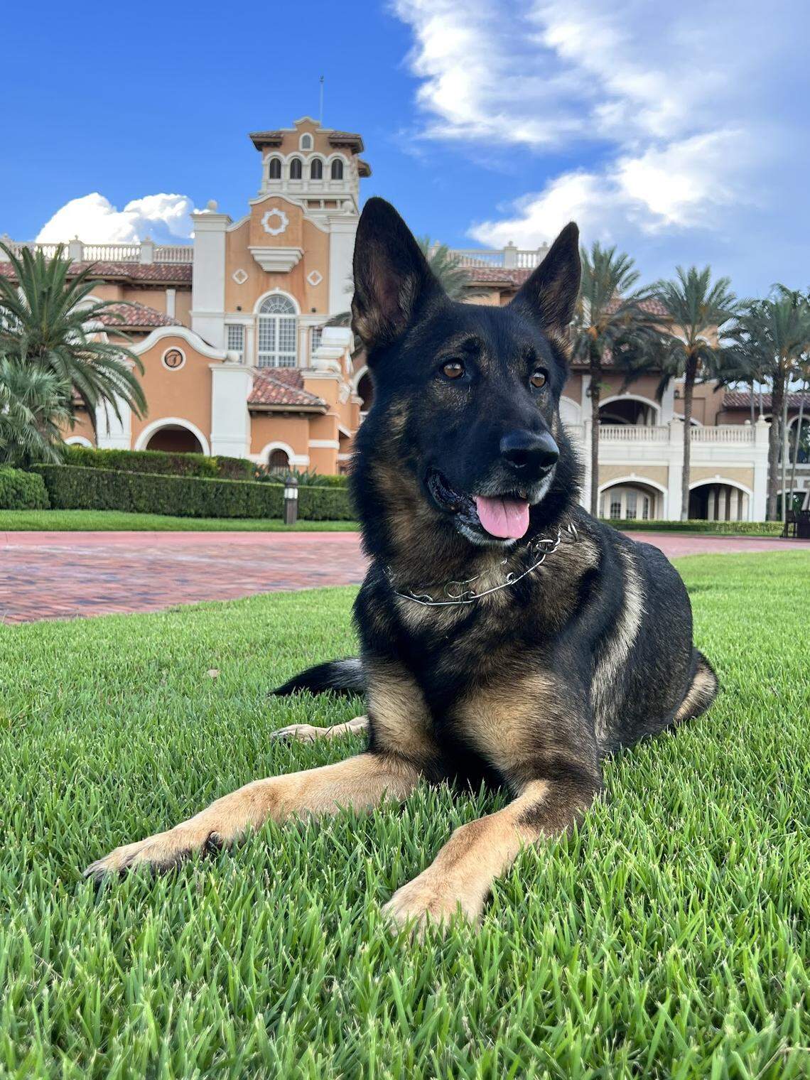 Koda, a 6-year-old German Shepherd from Hollywood, placed second in the Miami Herald’s Cutest Dog contest. He likes “Swimming, playing frisbee, chasing rabbits and squirrels,” his owner David Williams said.