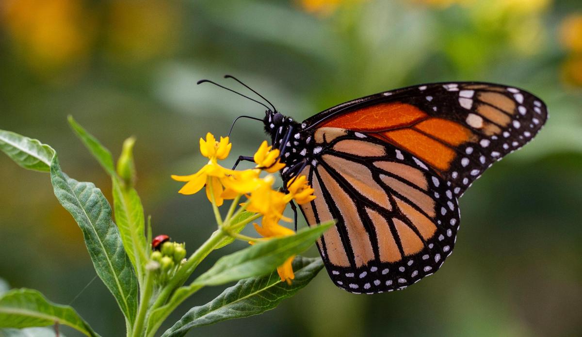 Una mariposa monarca disfruta del néctar de una planta de algodoncillo en la recién inaugurada sección de Brickell Backyard de The Underline. El segmento de media milla del parque lineal y sendero de 10 millas de Underline previsto bajo las vías elevadas del Metrorail es el primero que se ha completado.