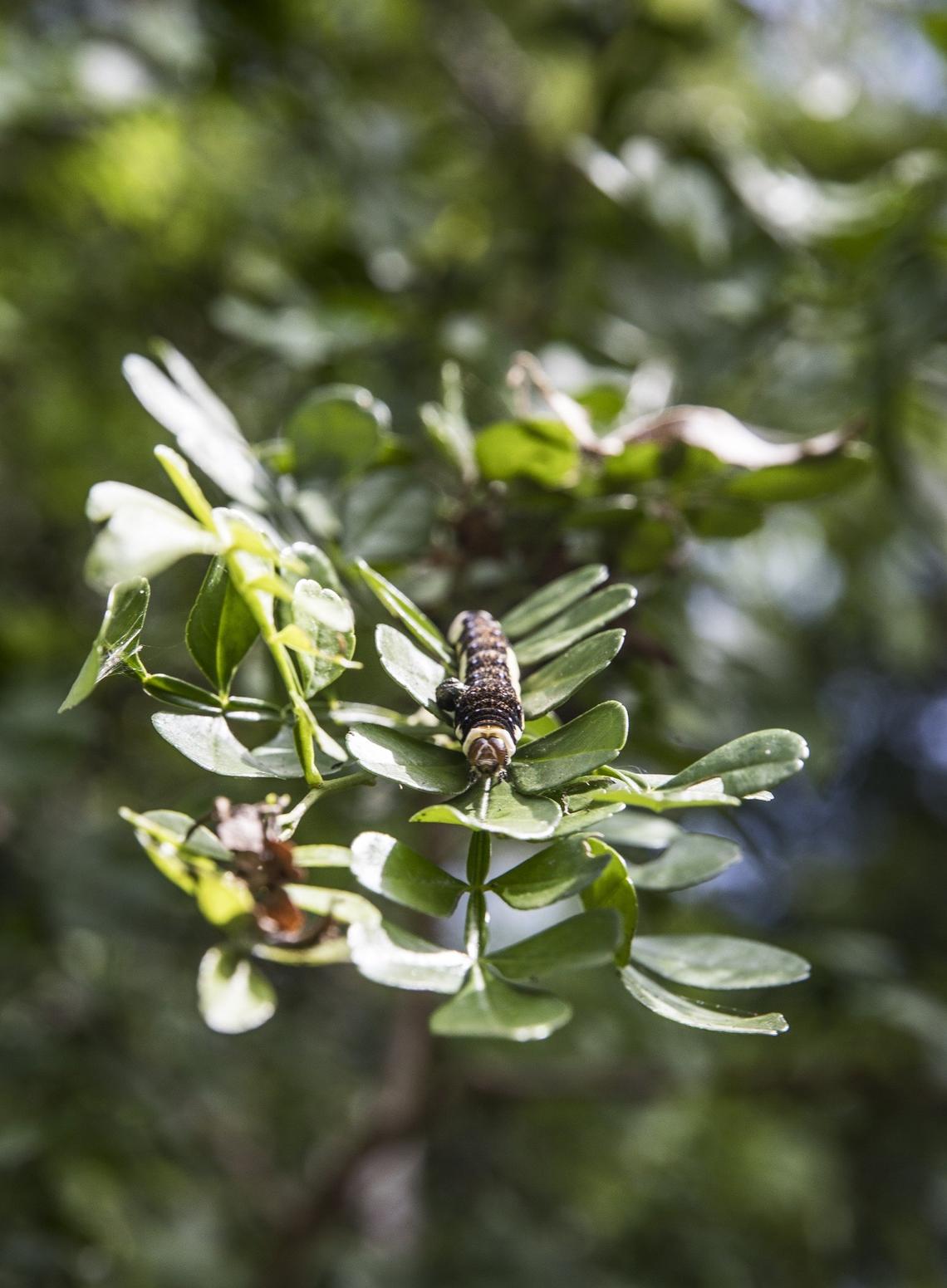 An endangered Schaus swallowtail caterpillar on a tree branch at John Pennekamp Coral Reef State Park in Key Largo. A group of biologists and researchers from the Florida Museum of Natural History, University of Florida, Florida Department of Environmental Protection and U.S. Fish and Wildlife Service reintroduced hundreds of caterpillars to the area on Monday, July 23, 2018.