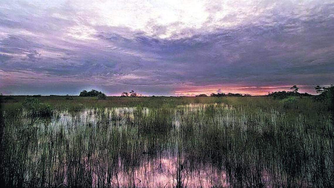The expansive and expensive effort to restore the Everglades’ water flow is a focal point for environmentalists in Florida.