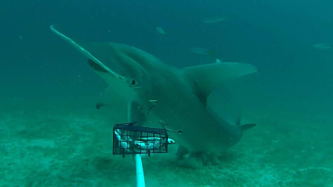 What do sharks have to do with your mascara, lipstick and moisturizer?