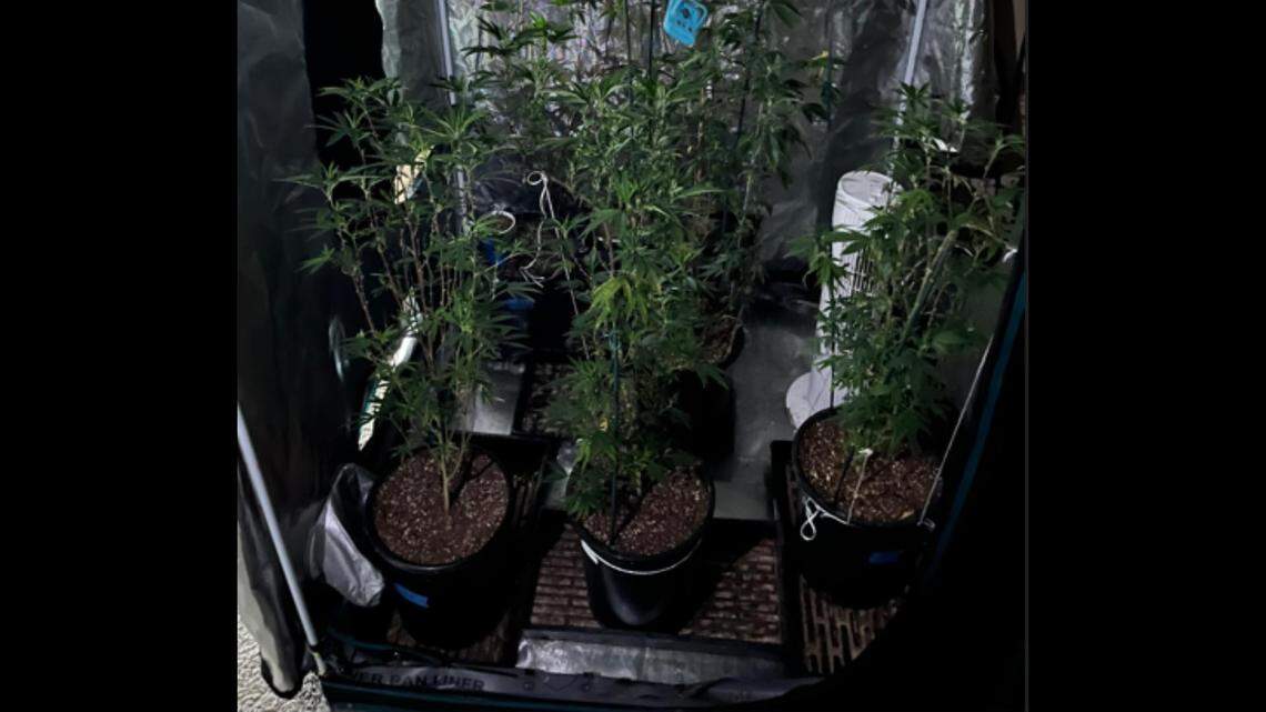 Detectives found 3 pounds of marijuana and 12 mature marijuana plants in the suspect’s home, officials say.