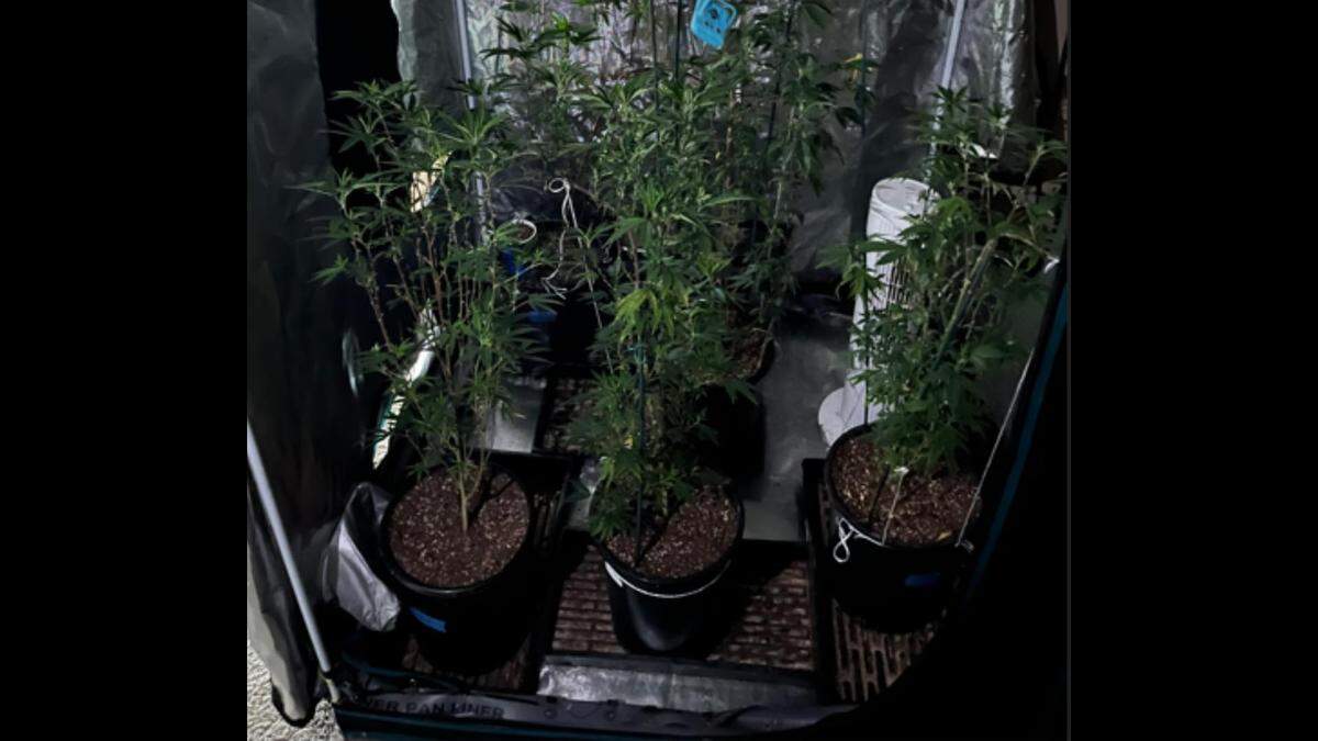 Detectives found 3 pounds of marijuana and 12 mature marijuana plants in the suspect’s home, officials say.