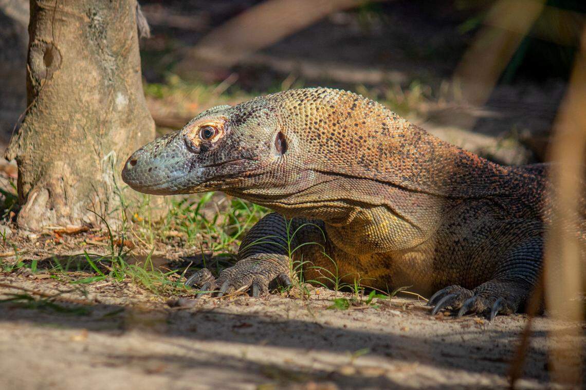 Komodo dragons are the largest lizard in the world and an endangered species, ZooTampa says.