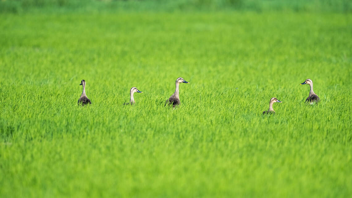 The rice in your pantry may have helped rescue a duck. One farm has already saved about 30,000 duck eggs