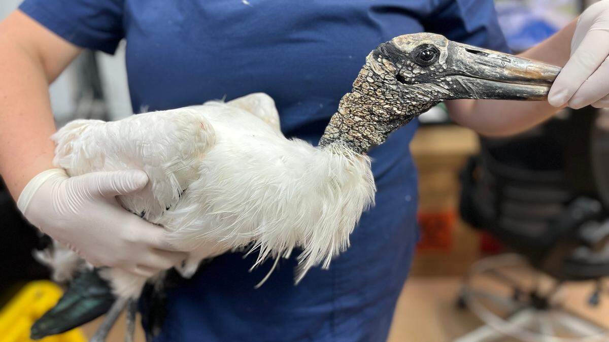 A wood stork, the only stork species native to North America, was rescued in Hialeah after someone reported that it had not moved for several hours on Feb. 22, 2022.