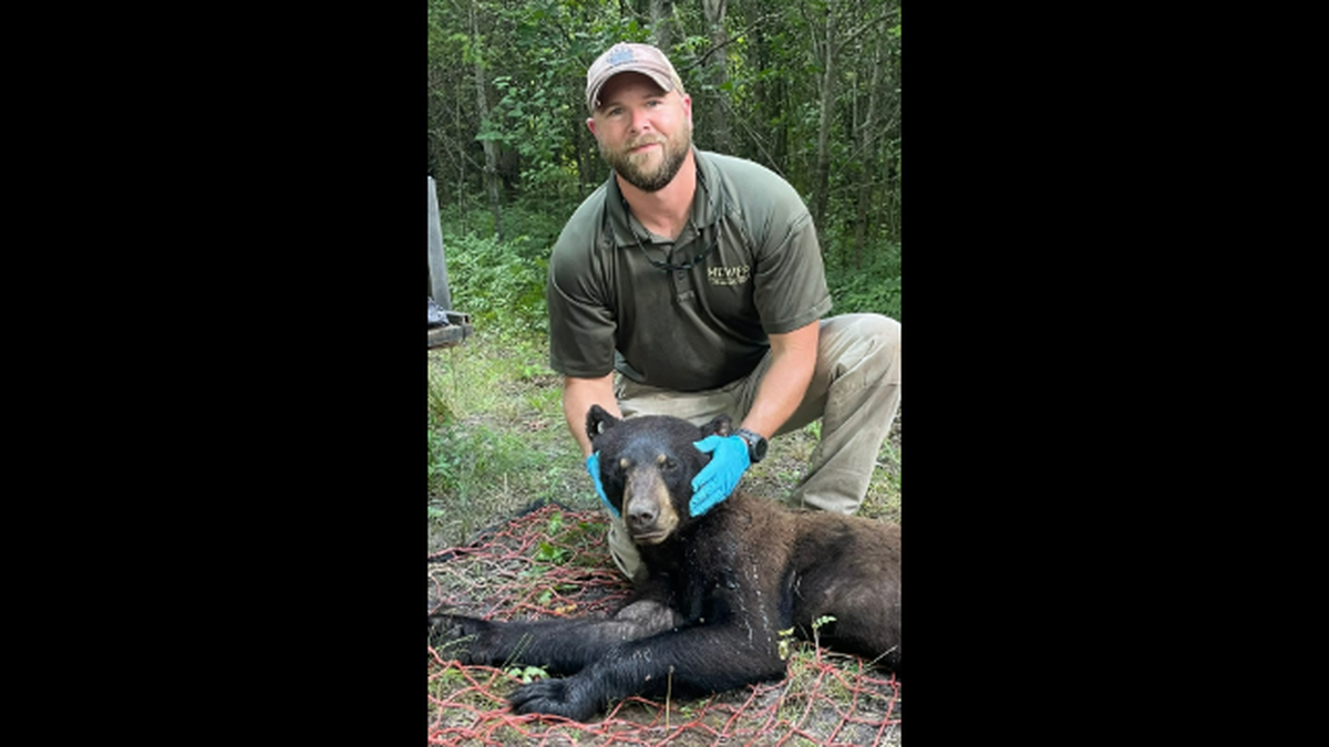 Mississippi wildlife biologist Anthony Ballard says this female bear seemed familiar. Turns out they had met before.