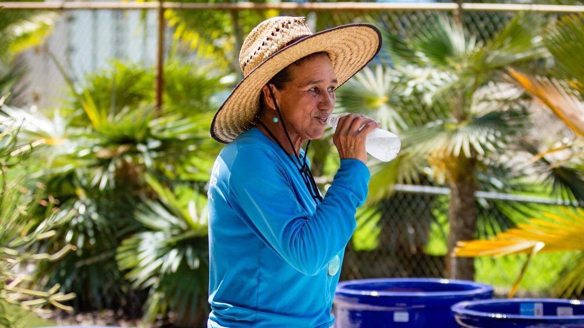 Outdoor worker at Casaplanta Garden Center, Otty Bustos, takes a water break on Friday, July 5, 2024 in Kendale Lakes, Fla.