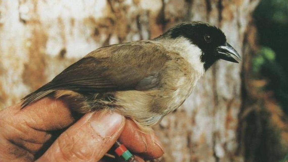 This photo shows a Po’ouli, a bird now declared extinct, according to the U.S. Fish and Wildlife Service.