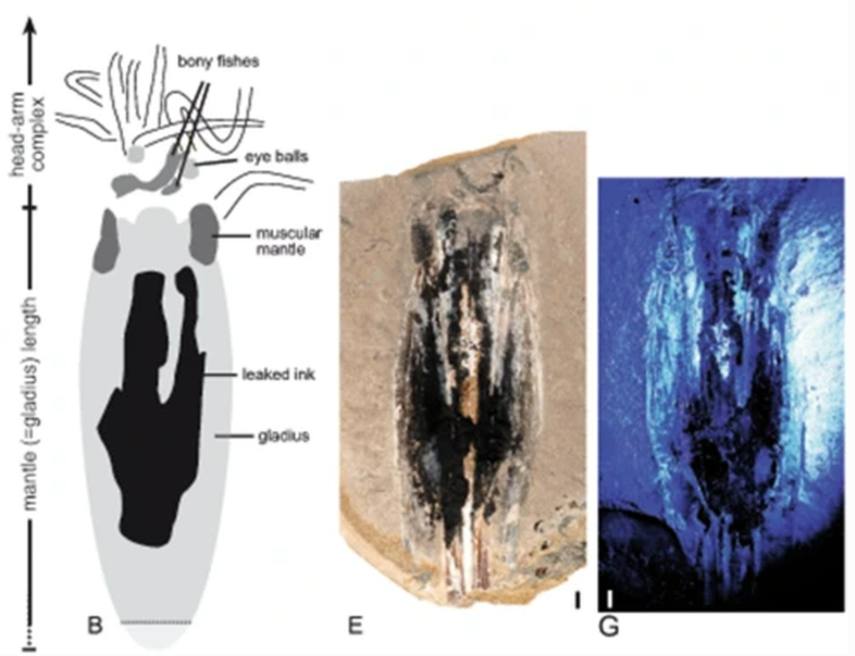Researchers said leaked ink prevented them from fully reconstructing some of the new species’ anatomy.
