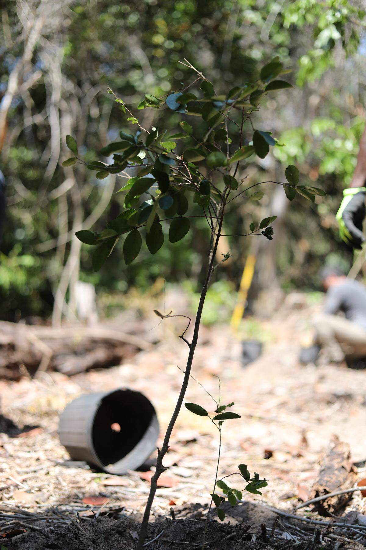 A newly planted tree in the hardwood hammocks at Virginia Key Beach Park. The trees on the barrier island soak up water and are a defense against storm surge.