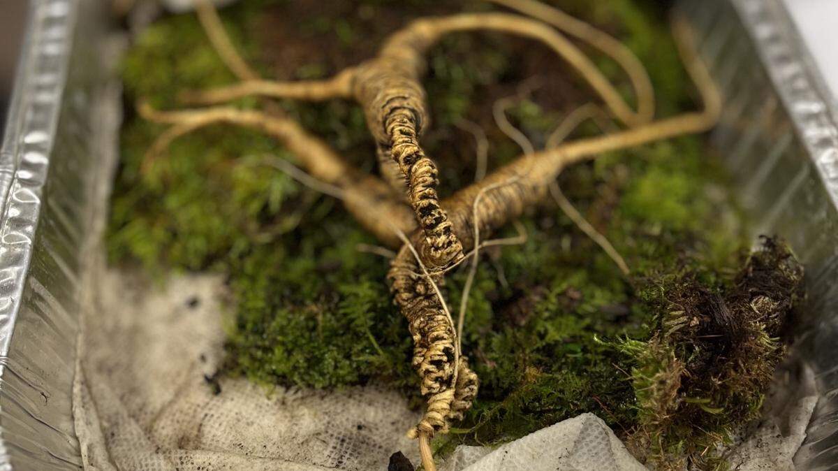 This provided photo shows a 93-year-old American ginseng root, according to the Vermont Agency of Agriculture.