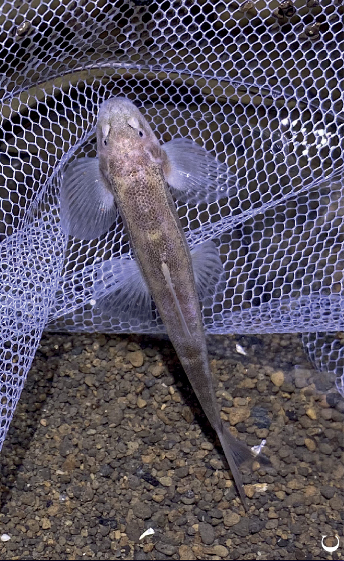 A Balitora anlongensis, or Anlong stone loach, as seen in its natural habitat.