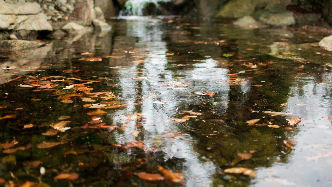 Hidden in the sticks and leaves of murky water, a small fish with a “dark mark” was discovered as a new species.