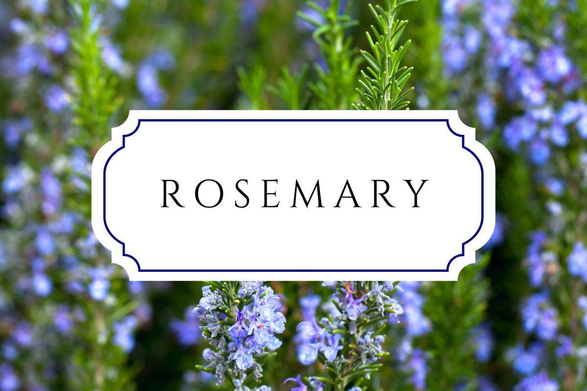 botanical baby names rosemary