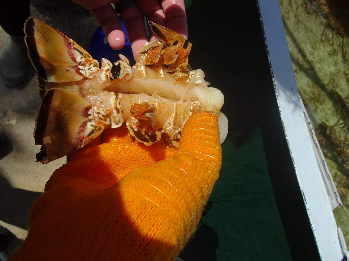 A Florida Fish and Wildlife Conservation Commission officer holds a tail from a lobster the agency says was pregnant and bearing eggs. According to the FWC, the lobster was in a cooler at the Lobster Walk fish market in Islamorada, Friday, Sept. 20, 2019. FWC owners arrested the business’ owner Friday, Oct. 4, 2019, on charges of selling undersized and egg-bearing lobsters.
