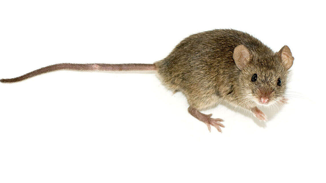 Rodents return to a mall food court, and other Miami to Palm Beach restaurant issues