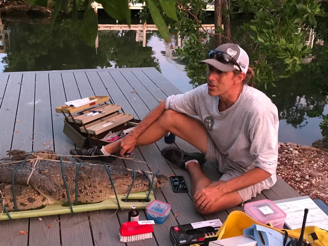 Florida Fish and Wildlife Conservation Commission reptile trapper Chris Guinto sits on a dock after capturing an America crocodile in Islamorada in the Florida Keys Tuesday, June 16, 2020.