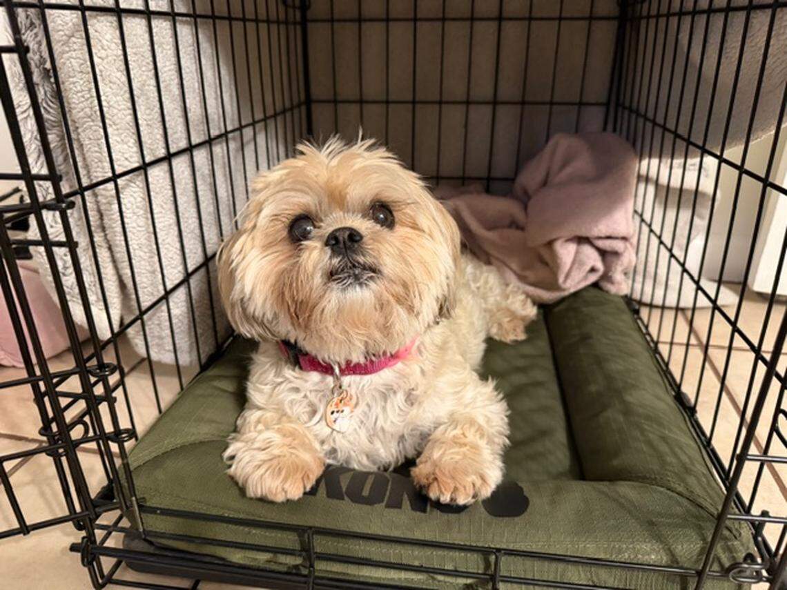 Valentina is a frequent Florida traveler, her owner Luz Martinez said.