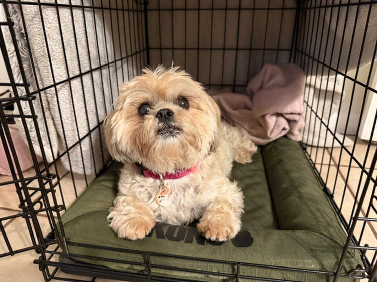 Valentina is a frequent Florida traveler, her owner Luz Martinez said.