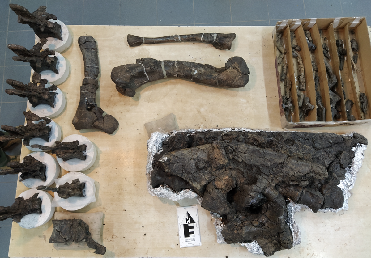 The researchers found pieces of skull, back bones, a complete hip, tail bones and nearly complete leg bones.