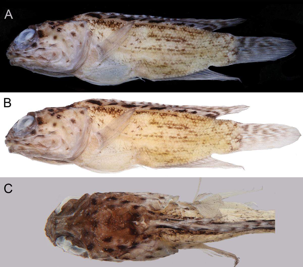 The frozen fish turned out to be a new species of jawfish, a creature that holds their eggs in their mouth, researchers said.