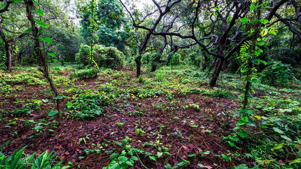 On a small island off the coast of Thailand, a new species of red-legged creature was discovered.