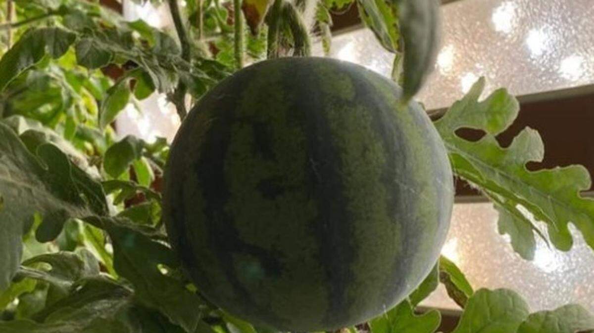 A Russian research station at Antarctica’s harsh “Pole of Cold” successfully grew watermelons, researchers say.