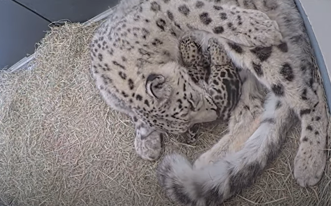 The two cubs were born to 3-year-old Jita, a first time mom, the zoo said.