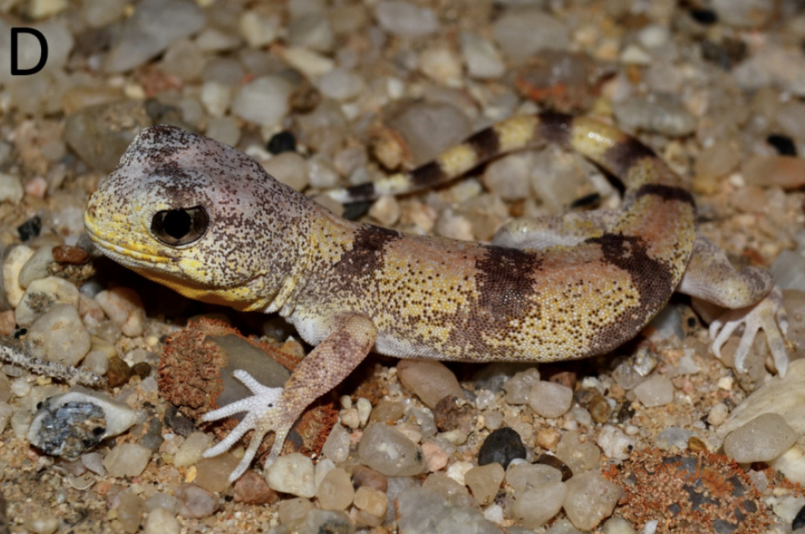 The geckos are yellow and purple and stand out from other species by their banded color.