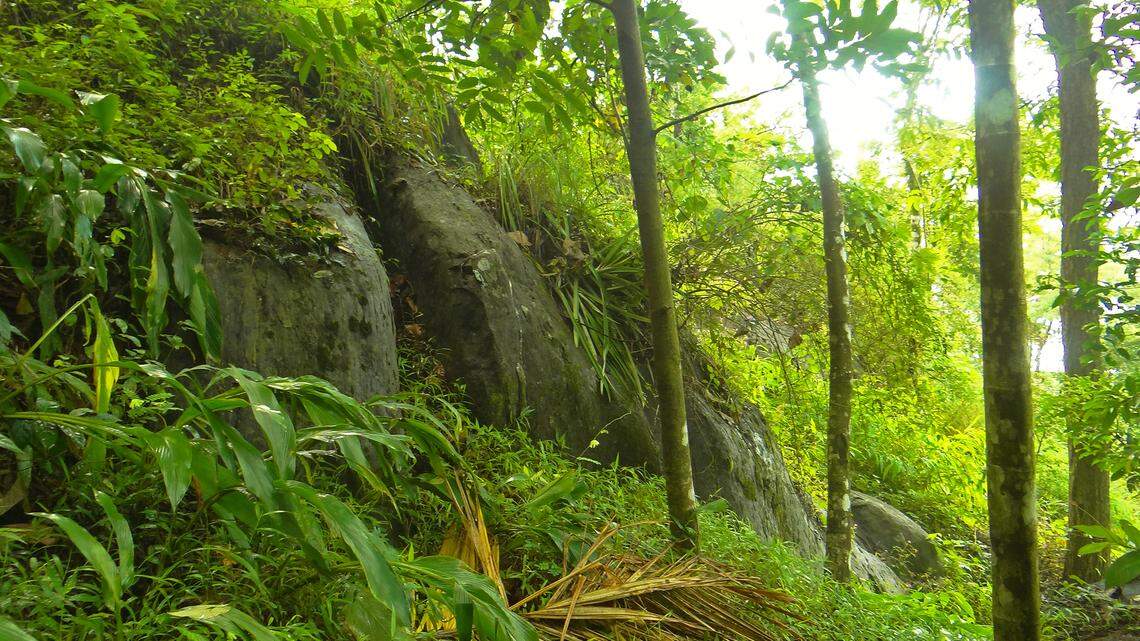 Researchers in Kerala noticed an animal’s eyes shining at night on a plantation then discovered a new species, a study said.