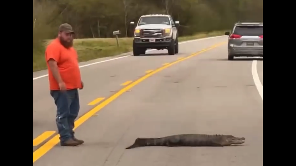 One of Florida’s alligators made a scene during spring break, when it refused to get out of a road in Walton County. Deputies had to force it to leave.