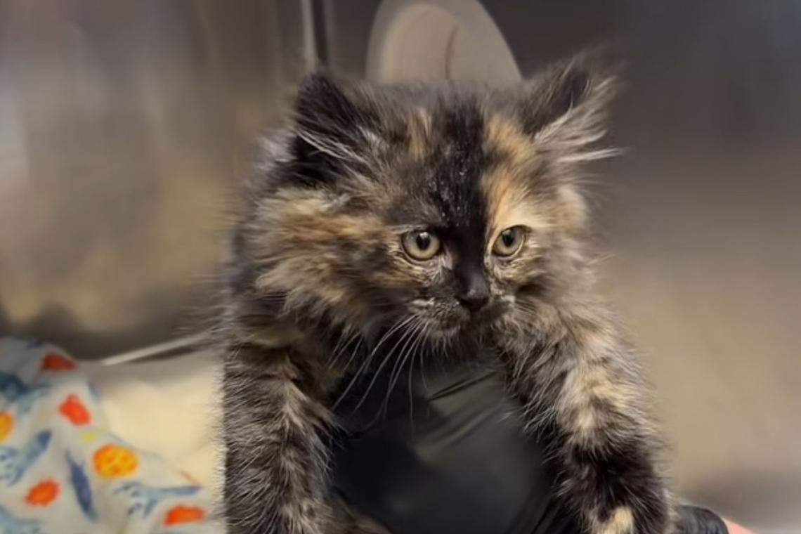 zoe the puff kitty rare condition