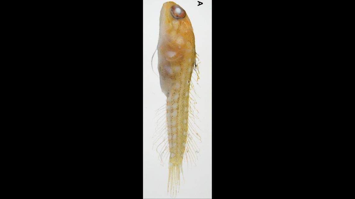 The specimen discovered near Nagannu island is yellow with white spots, unlike the other reddish-brown fish.