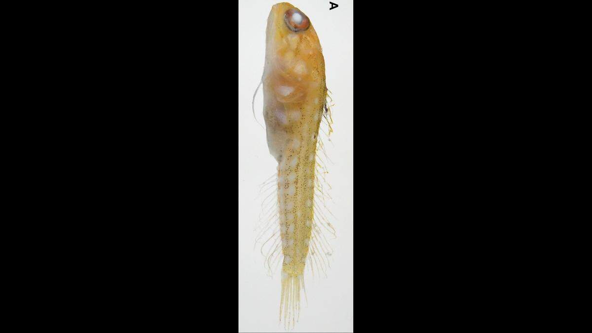 The specimen discovered near Nagannu island is yellow with white spots, unlike the other reddish-brown fish.