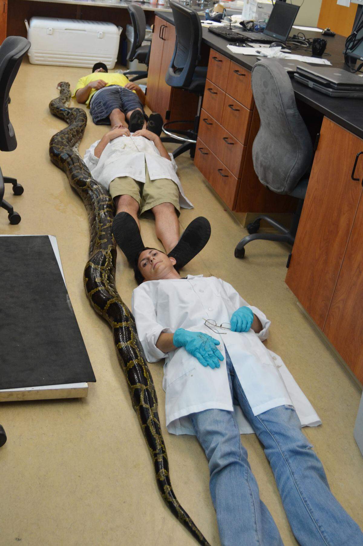 University of Florida researchers show the scale of an 18-foot, 8-inch python undergoing a necropsy at their Gainesville lab in 2013.