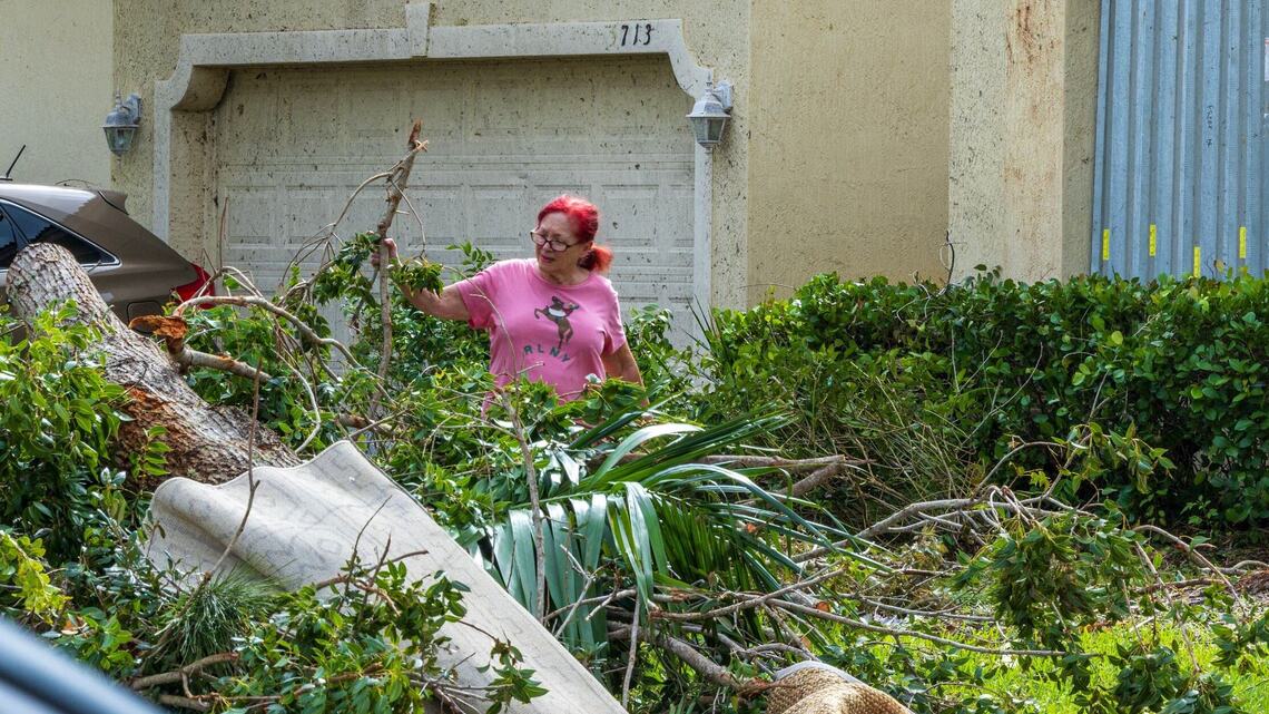 Las termitas, otro riesgo para los floridanos con los árboles derribados por huracanes
