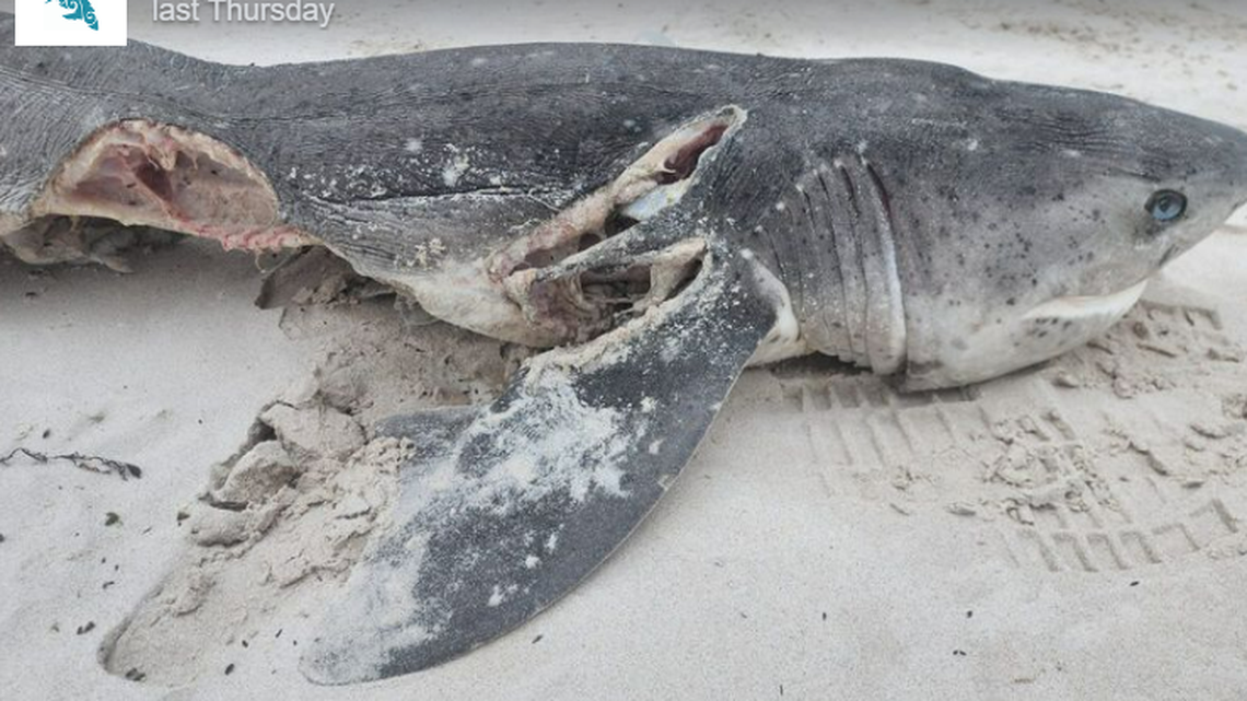 Researchers found nearly a dozen sharks washed up dead on a South African beach with their livers missing.